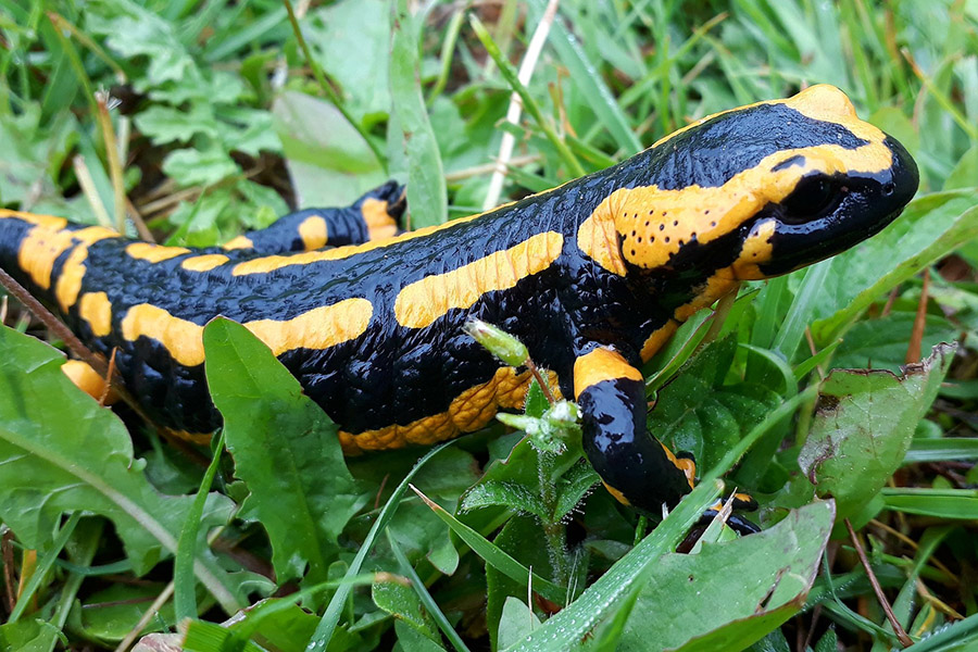 Black and Yellow Animals - Fire Salamander