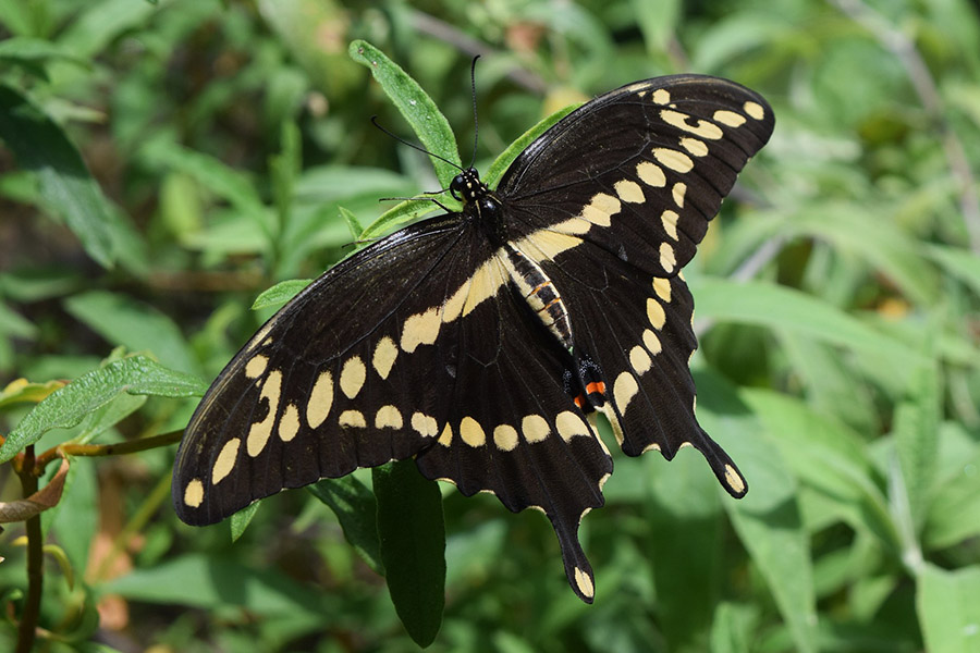 Black and Yellow Animals - Giant Swallowtail
