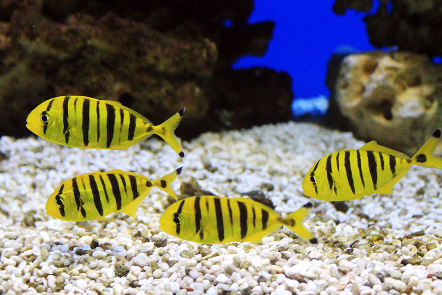 Black and Yellow Animals - Golden Trevally