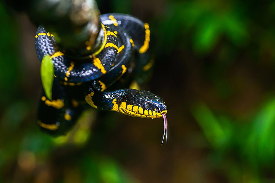 Black and Yellow Animals - Mangrove Snake