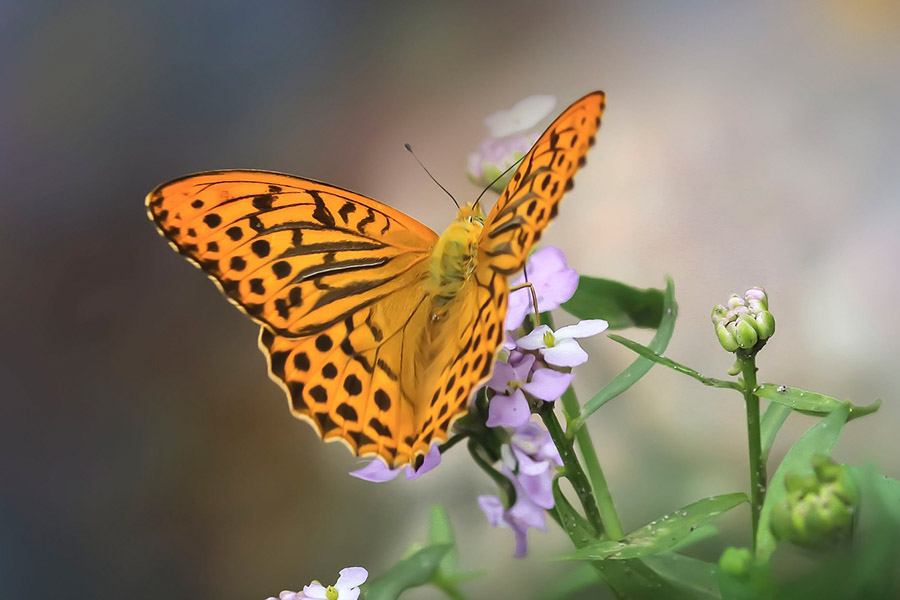 Black and Yellow Animals - Silver-Washed Fritillary