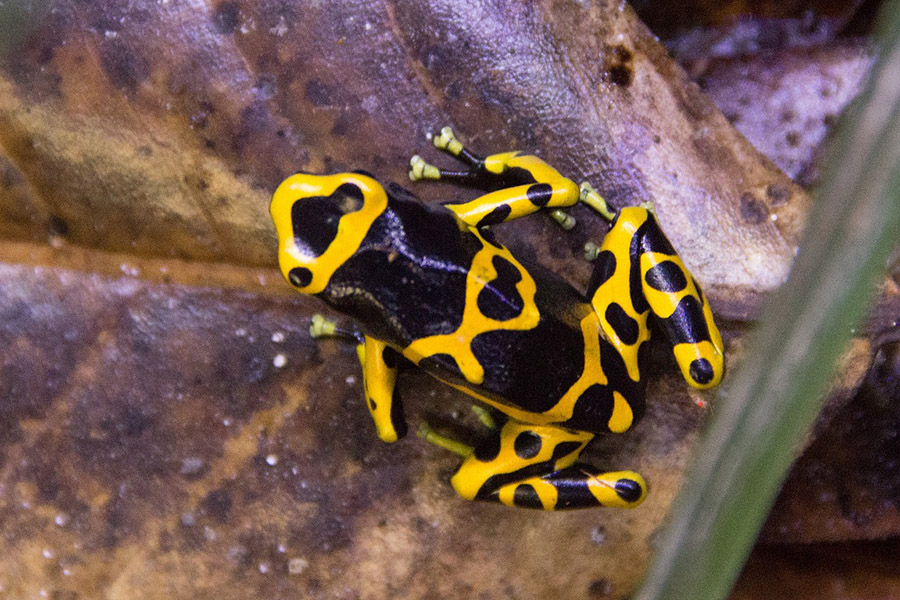 Black and Yellow Animals - Yellow-Banded Poison Dart Frog