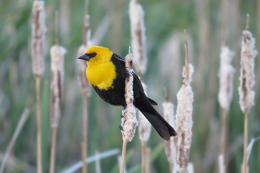 Black and Yellow Animals - Yellow Headed Blackbird