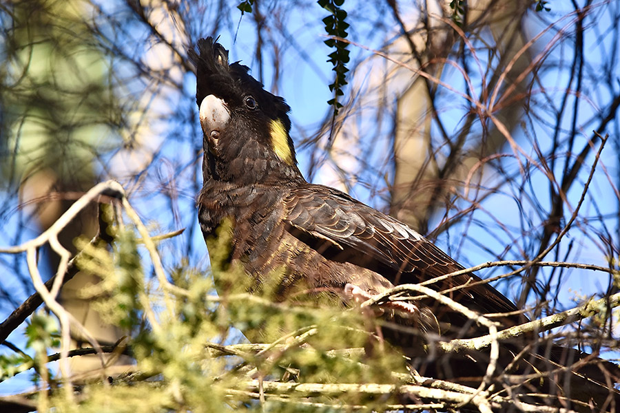 Black and Yellow Animals - Yellow-Tailed Black Cockatoo
