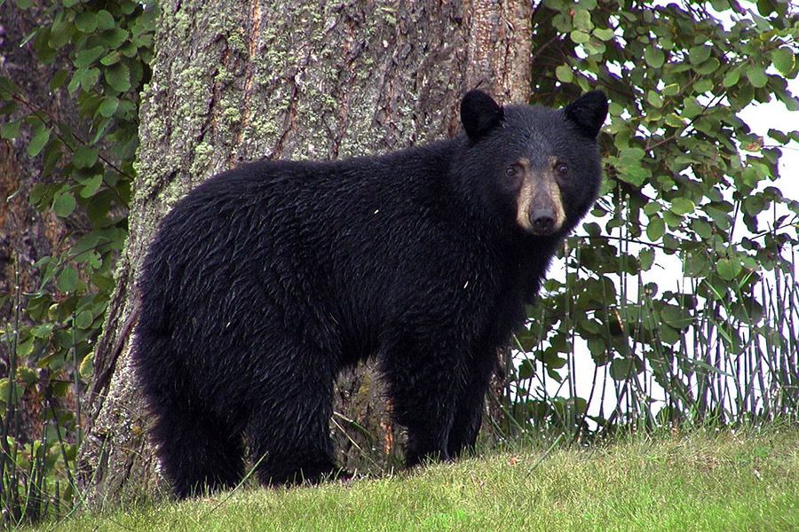 Black bear
