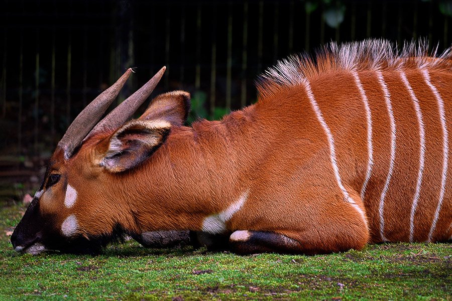 Brown Animals - Bongo