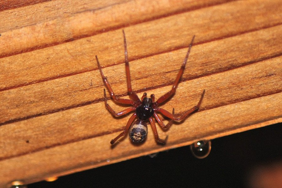 Brown Animals - Brown Widow Spider