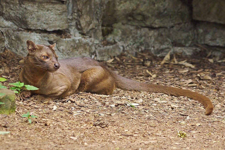 Brown Animals - Fossa
