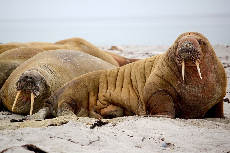 Brown Animals - Walrus