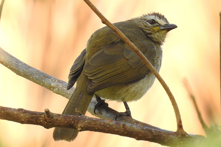 Brown Animals - White-Browed Bulbul