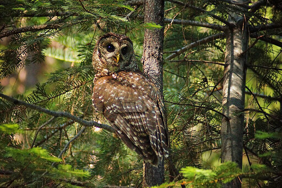 California Spotted Owl