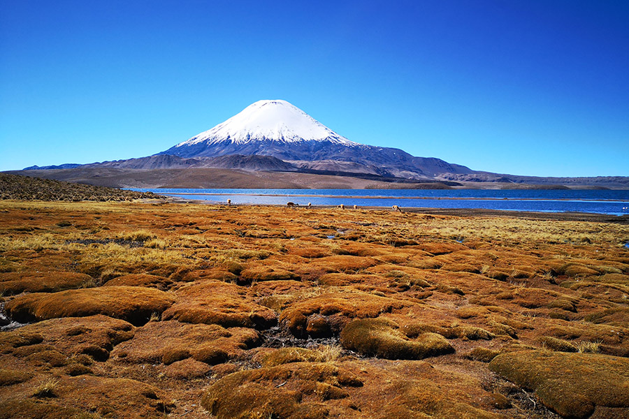 Chile - Lauca National Park