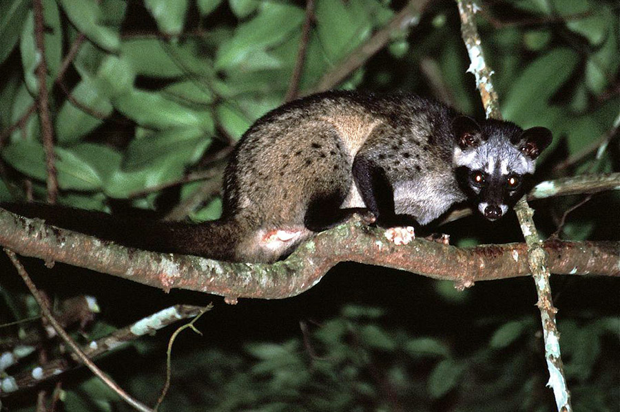 Common_Palm_Civet