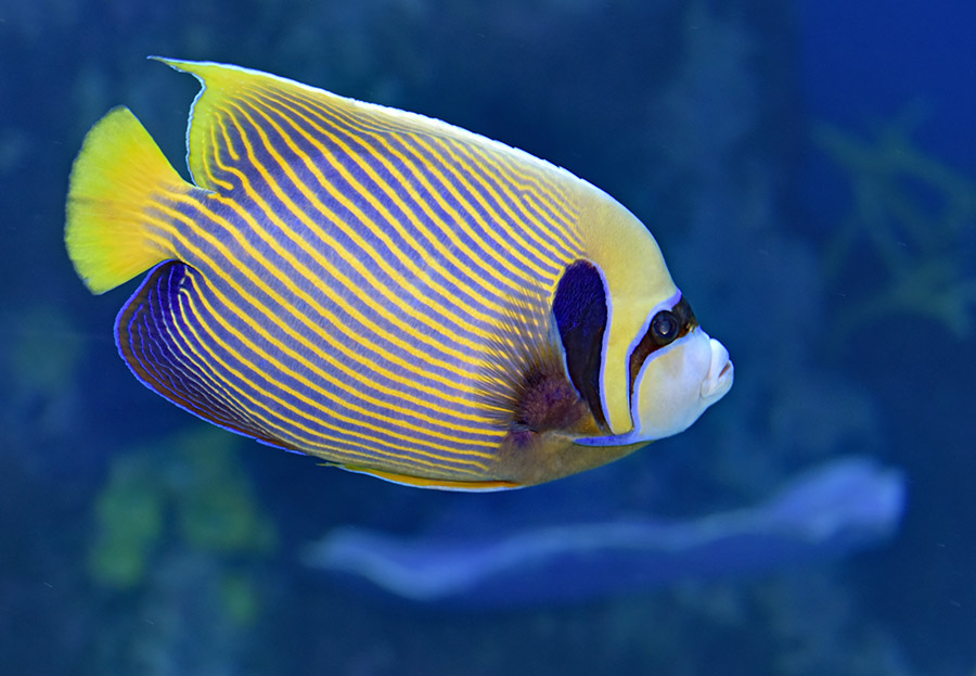 Emperor angelfish