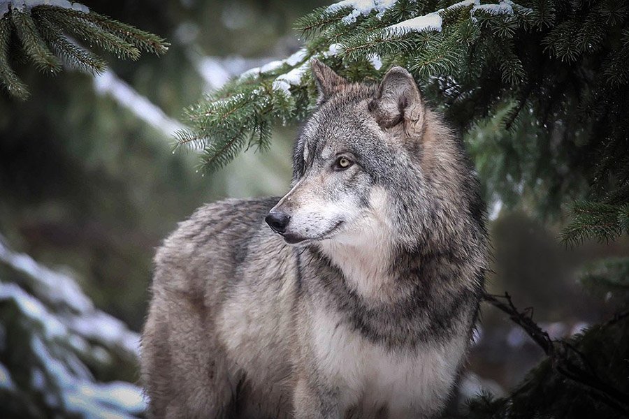 Great Plains Wolf