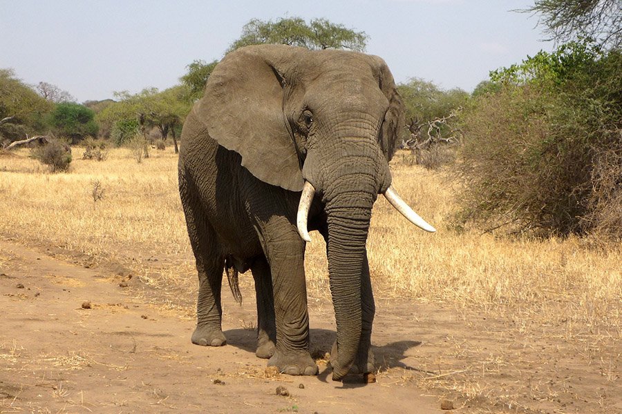 Grey Animals - African Elephant