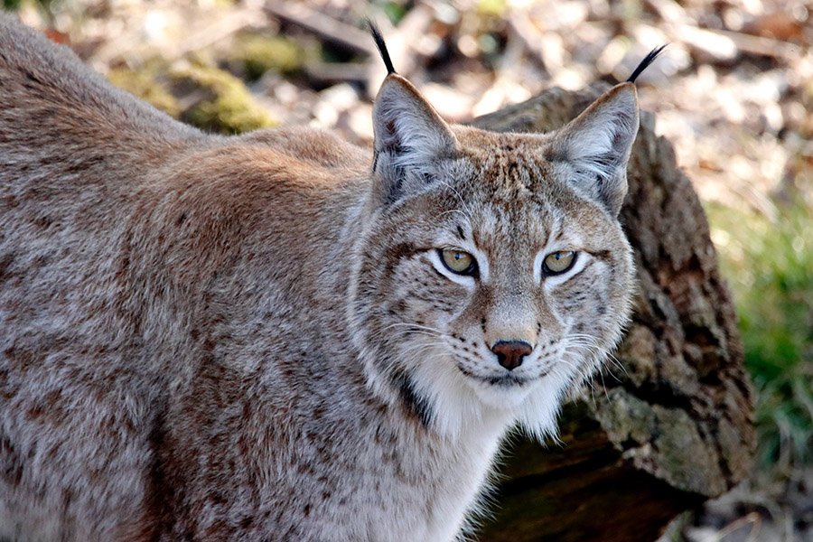 Grey Animals - Canada Lynx