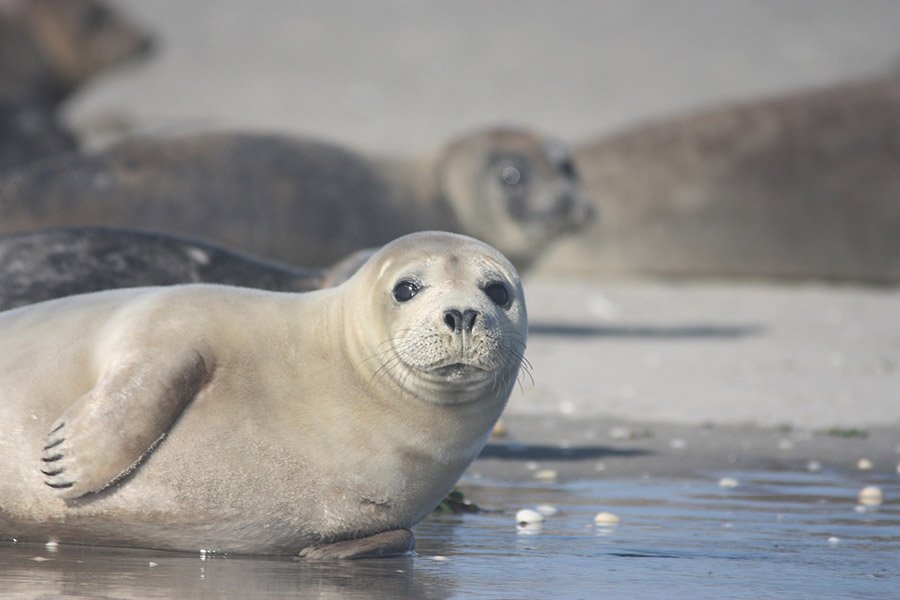 Grey Animals - Common Seal