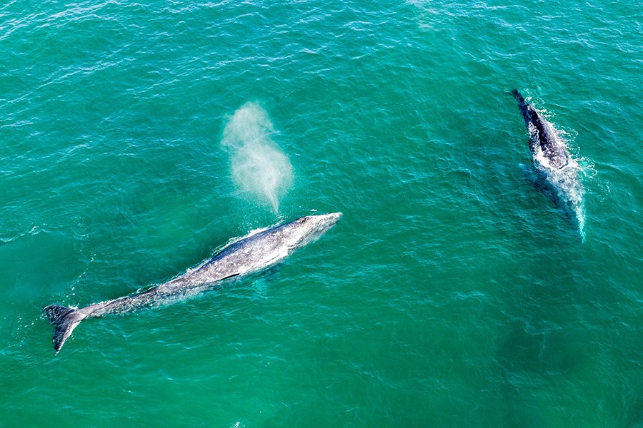 Grey Animals - Grey Whale