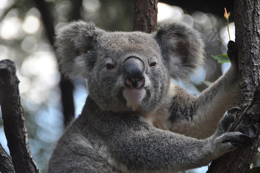 Grey Animals - Koala