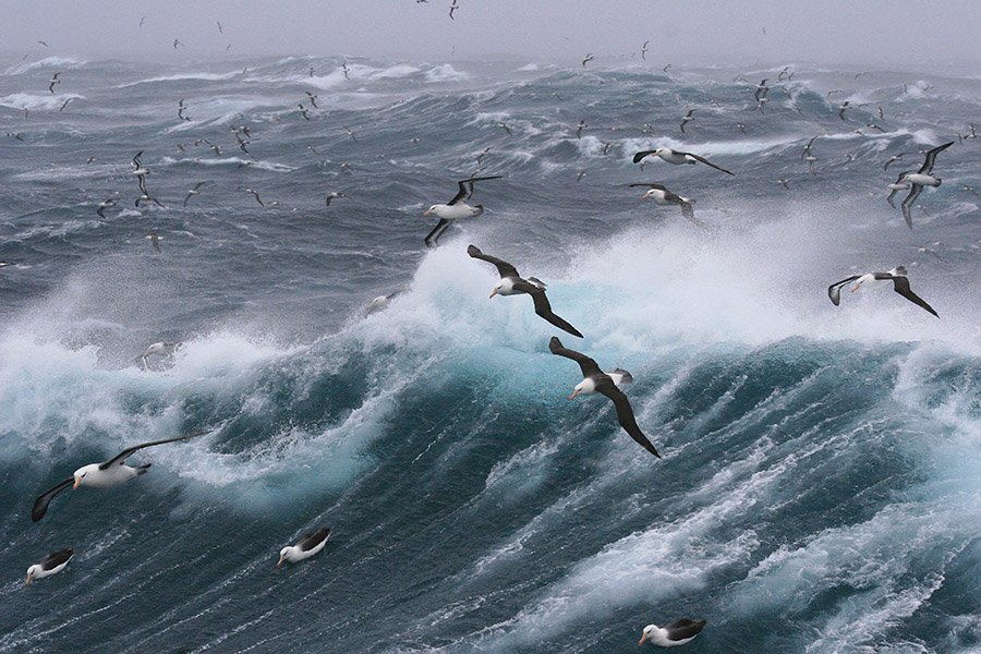 Group of albatrosses