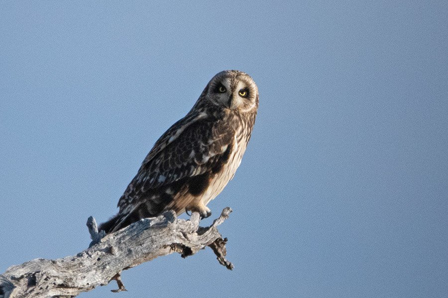 Hawaiian Short-Eared Owl