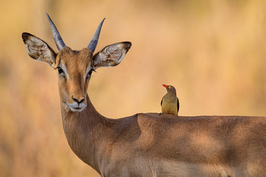 Impala and oxpecker