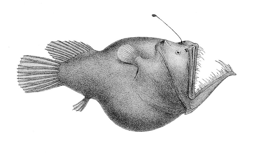 Melanocetus_murrayi_(Murrays_abyssal_anglerfish)
