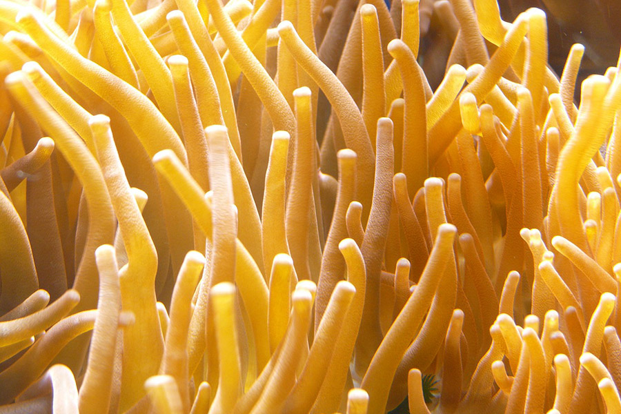 Orange sea anemones close up