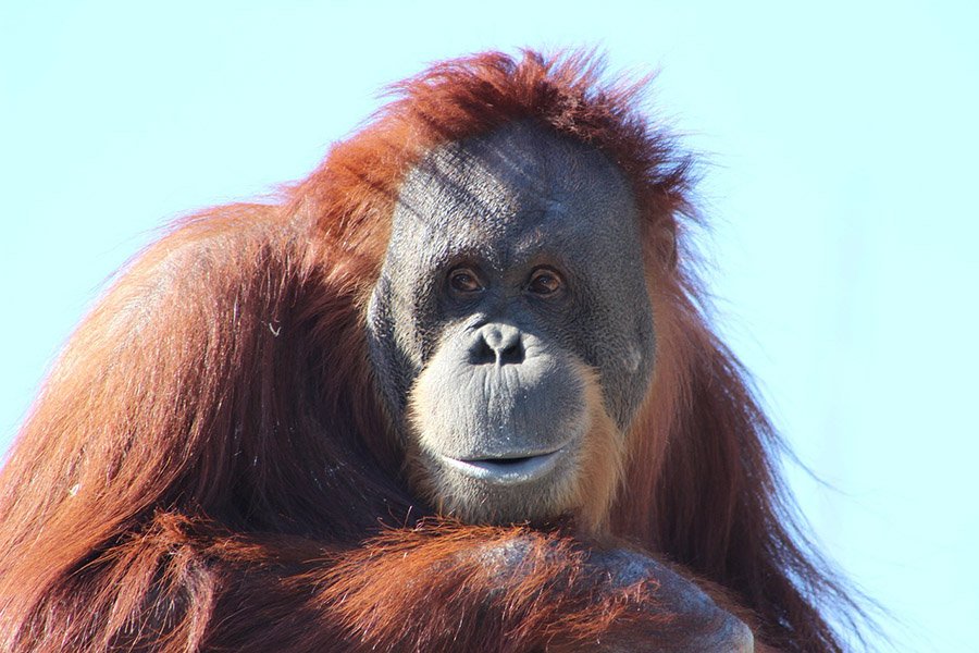 Orangutan face