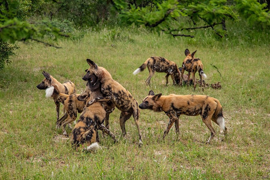 Pack of African Wild Dogs