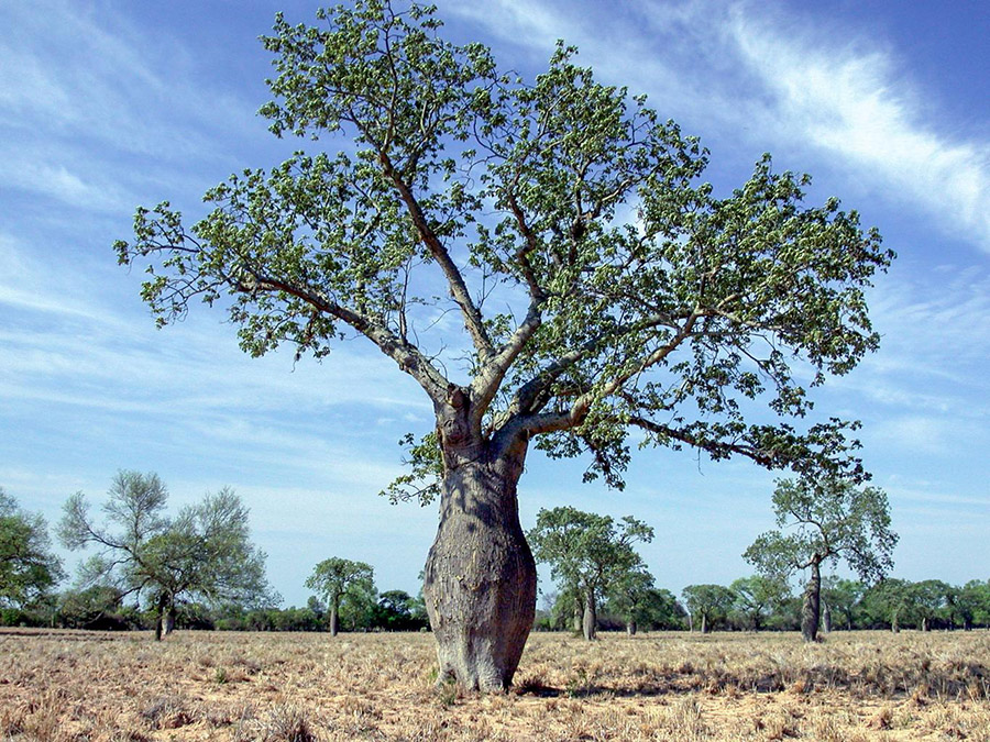 Paraguay - Ceiba Tree in the Chaco