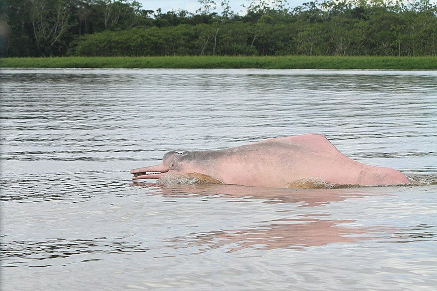 Pink Animals - Amazon River Dolphin