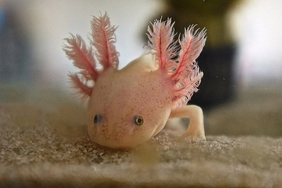 Pink Animals - Axolotl