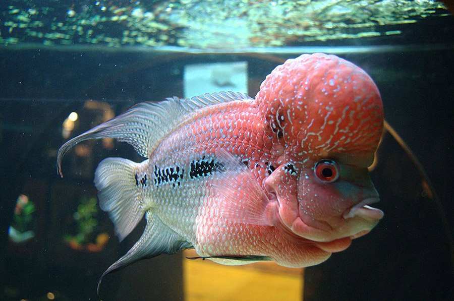 Pink Animals - Flowerhorn Cichlid