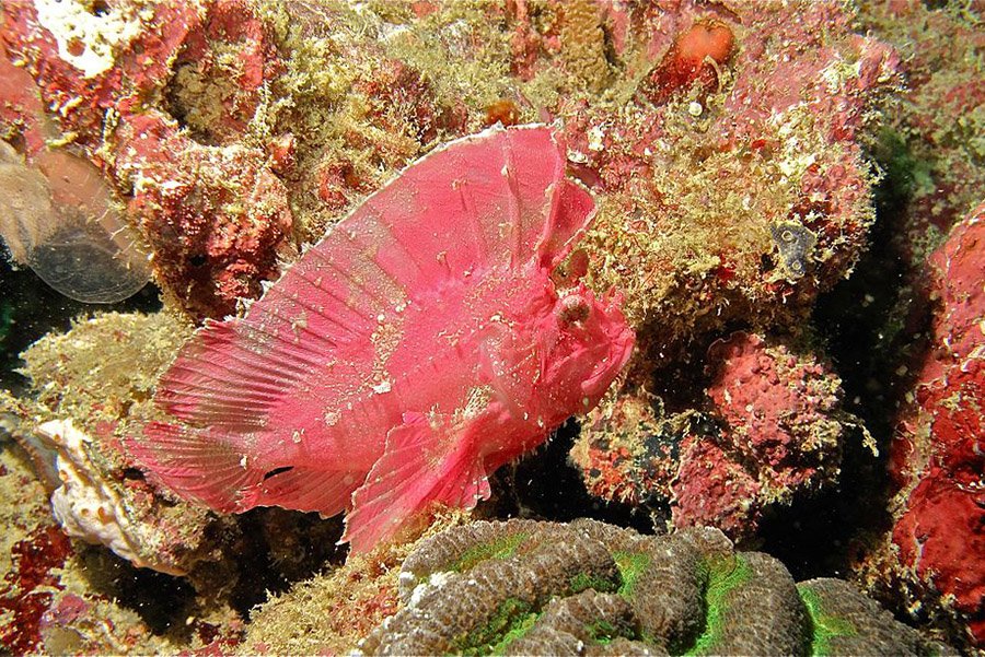 Pink Animals - Leaf Scorpionfish