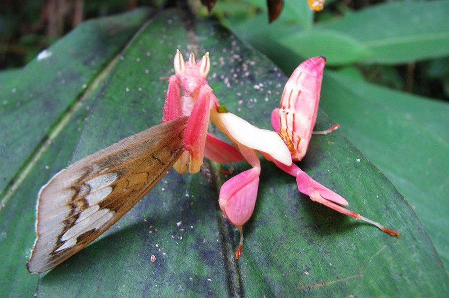 Pink Animals - Orchid Mantis