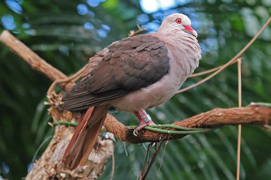 Pink Animals - Pink Pigeon