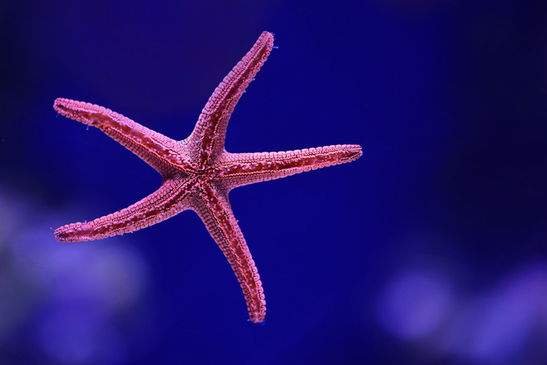 12 Lovely Pink Animals (With Pictures)