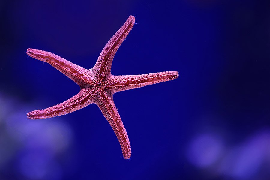 Pink Animals - Pink Sea Star
