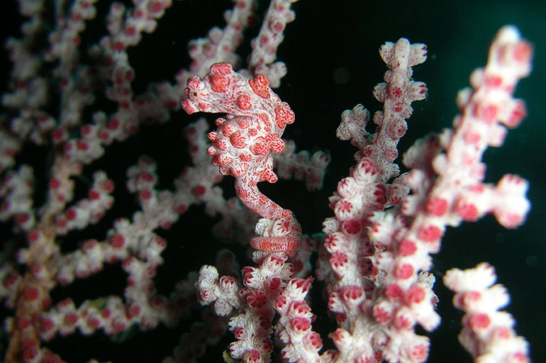 12 Lovely Pink Animals (With Pictures)