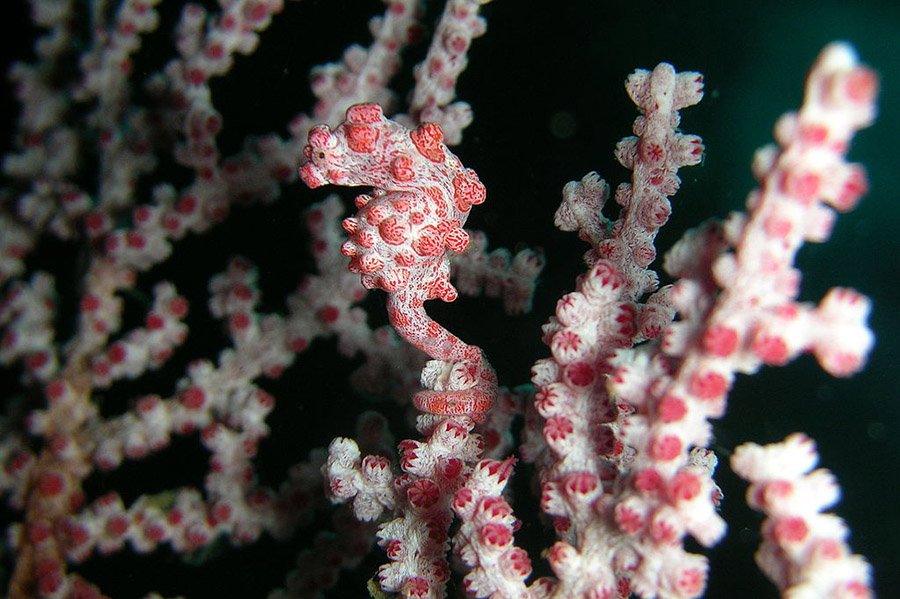 Pink Animals - Pygmy Seahorse