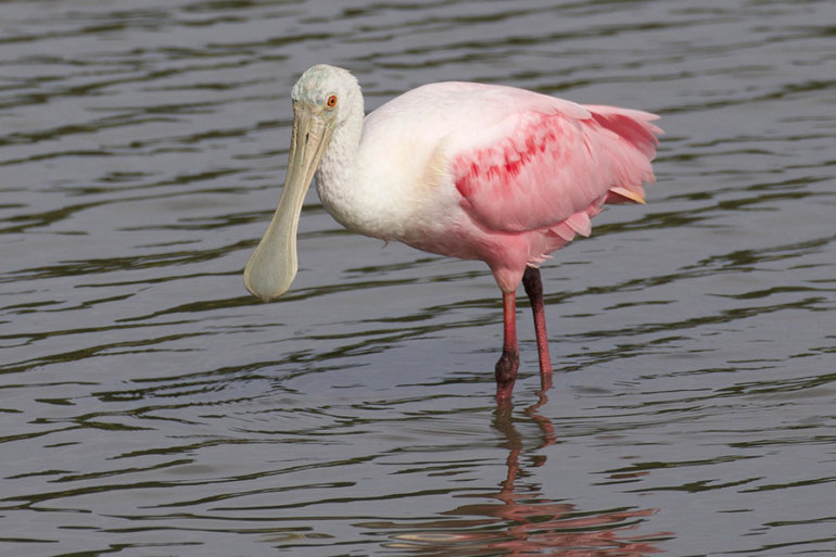 12 Lovely Pink Animals (With Pictures)