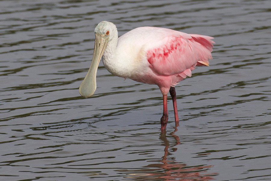 Pink Animals - Roseate Spoonbill