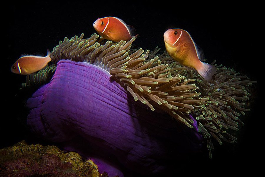 Purple Animals - Magnificent Sea Anemone