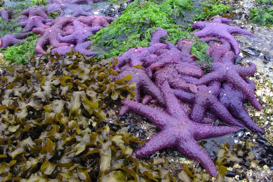 Purple Animals - Ochre Sea Star
