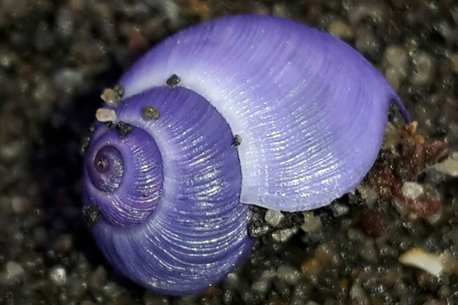 Purple Animals - Violet Sea Snail