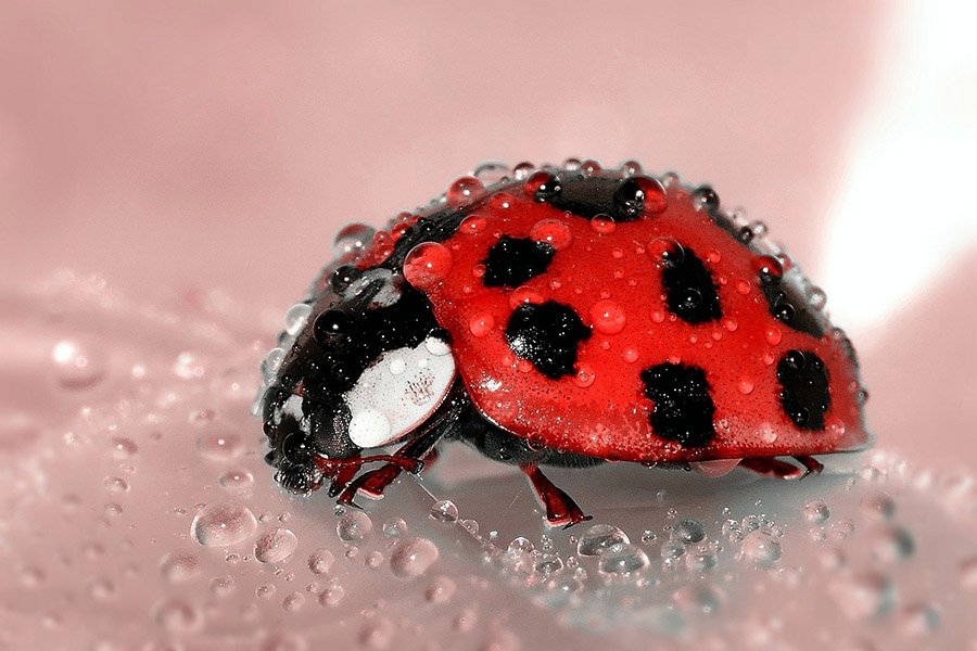 Red Animals - Ladybug
