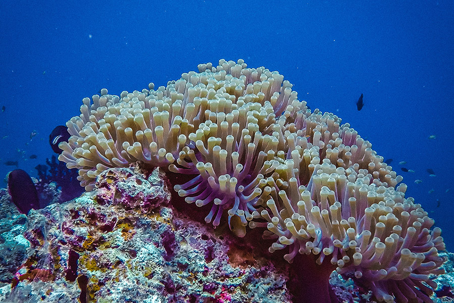 Sea anemone in a reef