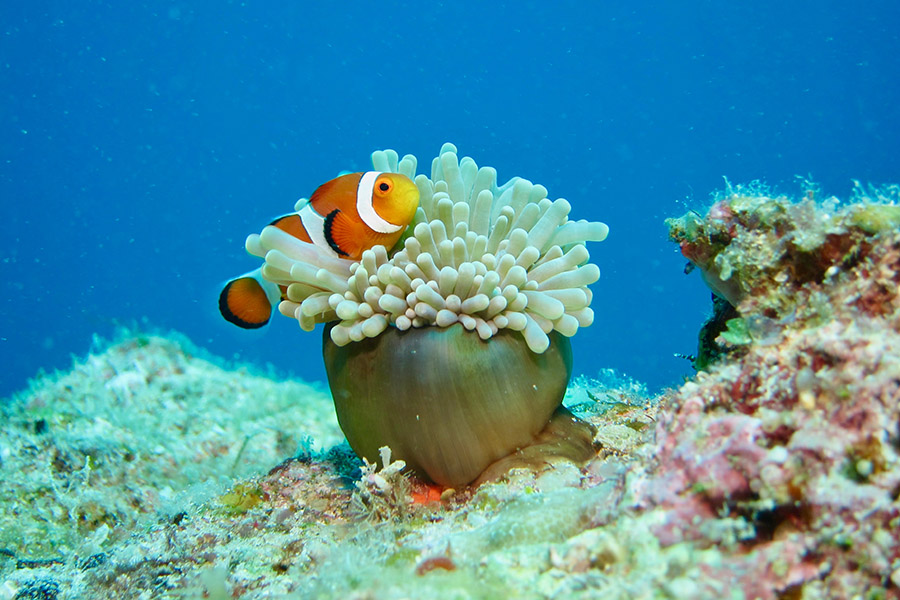 Sea anemone with clownfish